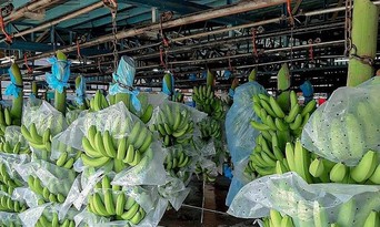  Thị trường Nhật Bản tăng nhập khẩu trái chuối từ Việt Nam