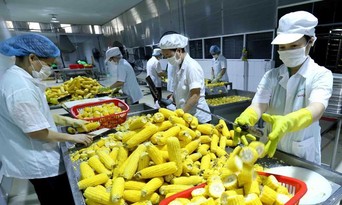  Các nước nhập khẩu ngày càng thắt chặt kiểm soát an toàn thực phẩm.