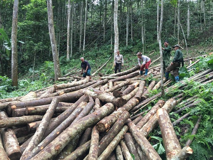 Việc sử dụng gỗ hợp pháp trong mua sắm công thể hiện cam kết của Việt Nam trong thực hiện Hiệp định VPA-FLEGT. Ảnh: Thanh Tuyền