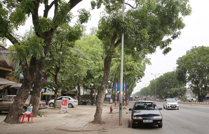 Hàng cây xà cừ trên đường Phạm Văn Đồng khiến dư luận xôn xao trong những ngày đầu tháng 6/2017. Ảnh: Nhã Chi