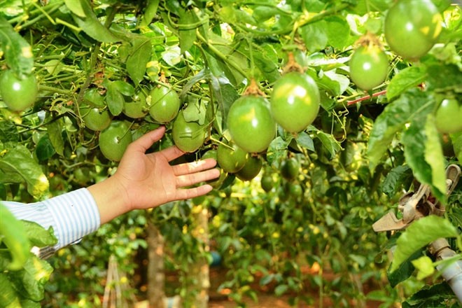 Hoàng Anh Gia Lai: Doanh thu từ trái cây chưa như kỳ vọng