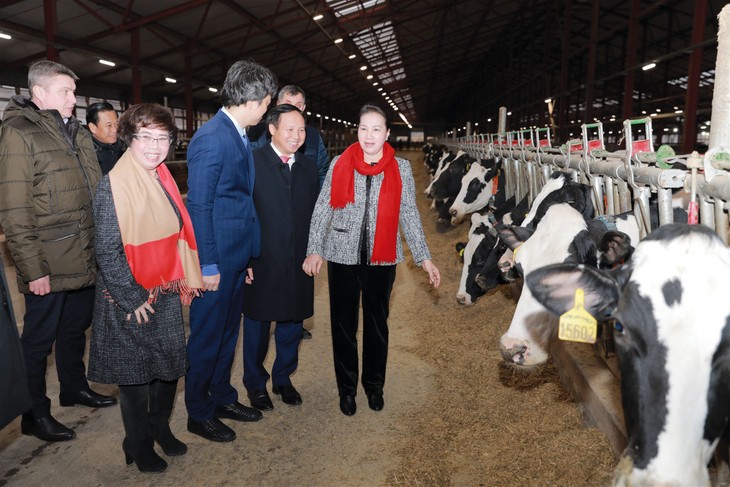 Chủ tịch Quốc hội Nguyễn Thị Kim Ngân thăm Trang trại chăn nuôi bò sữa tập trung công nghệ cao của Tập đoàn TH tại Nga