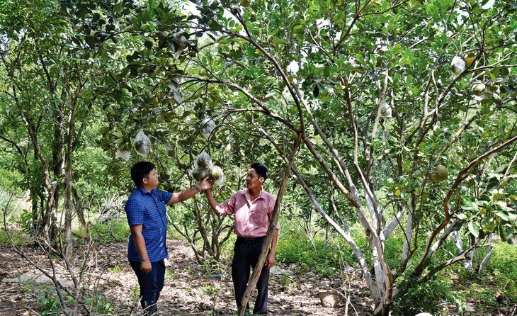 Gói thầu trồng bưởi da xanh ở Quảng Bình: Nhà thầu có bị loại oan?