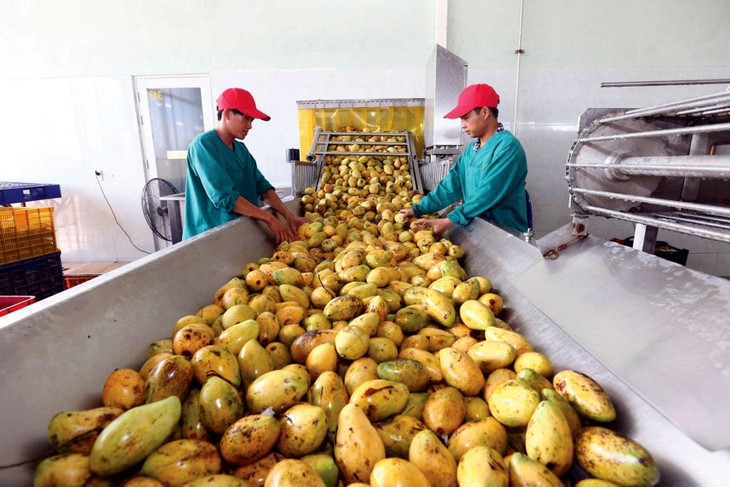 Doanh nghiệp Việt Nam khó tham gia vào các công đoạn mang lại giá trị cao trong chuỗi cung ứng nông nghiệp hay chế biến thực phẩm. Ảnh: Huấn Anh