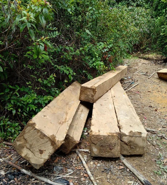 Đắk Lắk: Vận chuyển gỗ từ rừng nguyên sinh, nhóm lâm tặc bị bắt tại trận ảnh 1