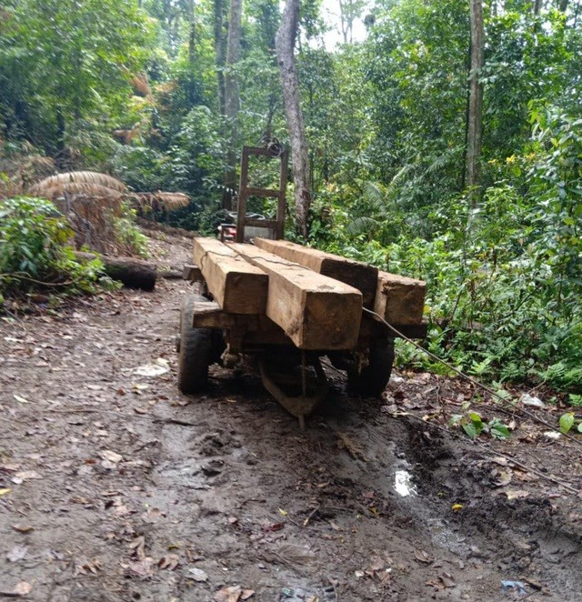 Đắk Lắk: Vận chuyển gỗ từ rừng nguyên sinh, nhóm lâm tặc bị bắt tại trận ảnh 3