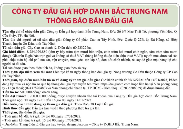 Ngày 17/1/2022, đấu giá cây cao su thanh lý tại tỉnh Tây Ninh ảnh 1