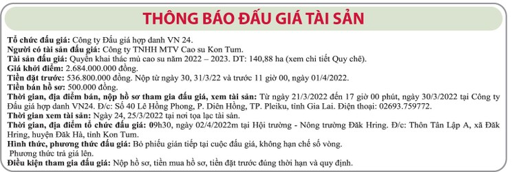 Ngày 2/4/2022, đấu giá quyền khai thác mủ cao su tại tỉnh Kon Tum ảnh 1