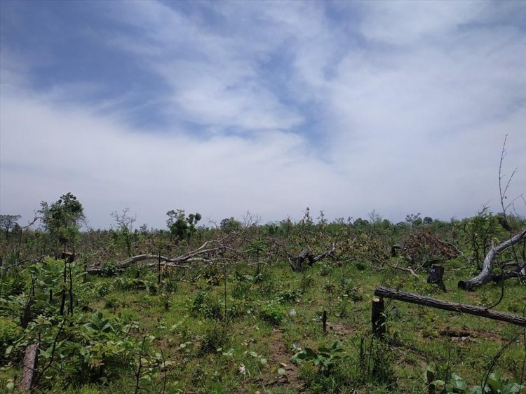 Yêu cầu làm rõ trách nhiệm những người để hơn 400ha rừng bị phá ở Đắk Lắk ảnh 1