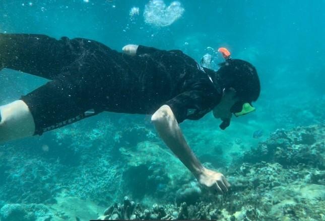 Khánh Hòa tìm giải pháp lâu dài để cứu san hô vịnh Nha Trang ảnh 2