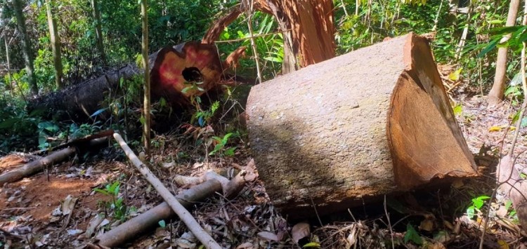 Gia Lai thanh tra đột xuất việc trồng rừng tại Đăk Đoa ảnh 1