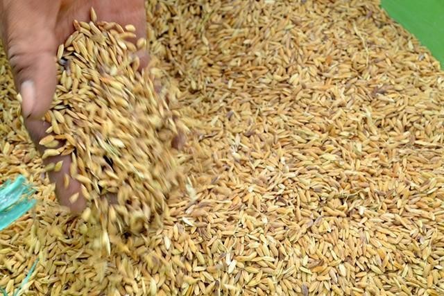 Tỉnh Quảng Ngãi được cấp 647,3 tấn hạt giống lúa để khắc phục hậu quả thiên tai năm 2022